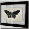 A20. Framed butterfly print. 